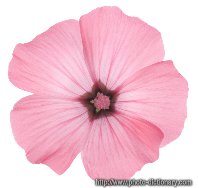 rose mallow - photo/picture definition - rose mallow word and phrase image