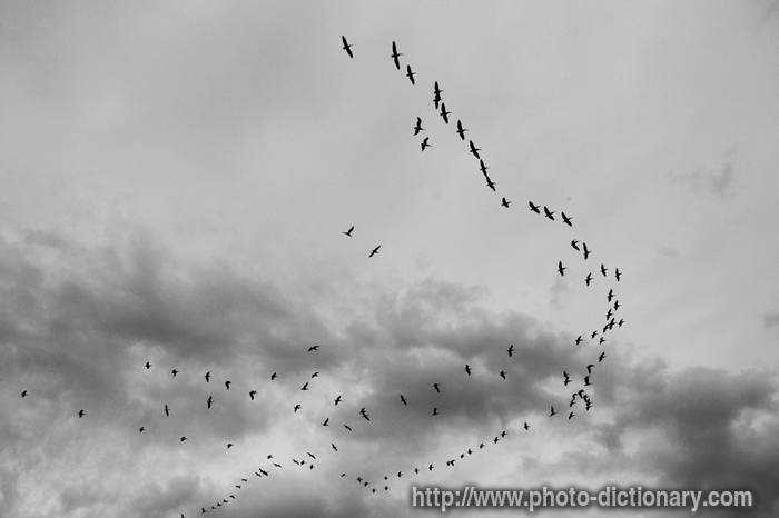 flock - photo/picture definition - flock word and phrase image