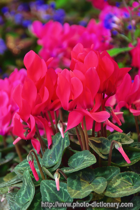 cyclamen - photo/picture definition - cyclamen word and phrase image
