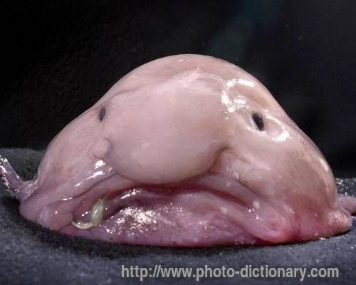 Blobfish - photo/picture definition - Blobfish word and phrase image