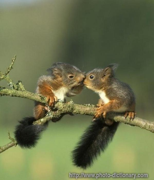 Baby squirrels - photo/picture definition - Baby squirrels word and phrase image