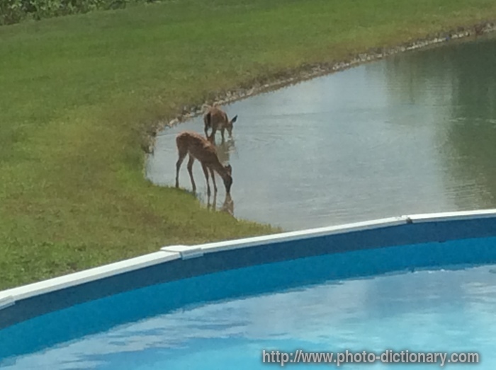 Deer drinking at pond - photo/picture definition - Deer drinking at pond word and phrase image