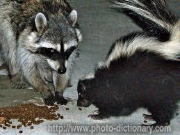 Raccoon and skunk - photo/picture definition - Raccoon and skunk word and phrase image