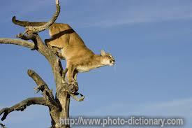 Mountain lion - photo/picture definition - Mountain lion word and phrase image