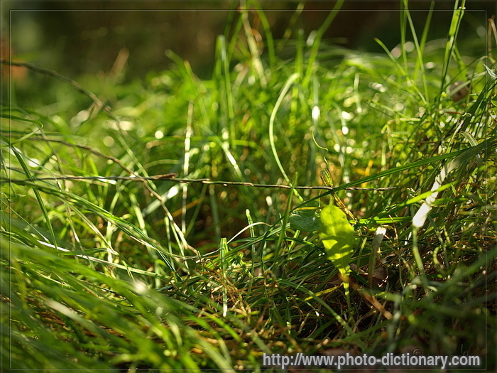 grass - photo/picture definition - grass word and phrase image