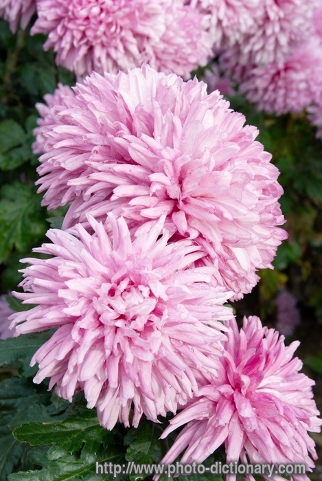 chrysanthemums  photo/picture definition  chrysanthemums word and 