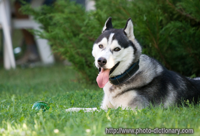 husky - photo/picture definition - husky word and phrase image
