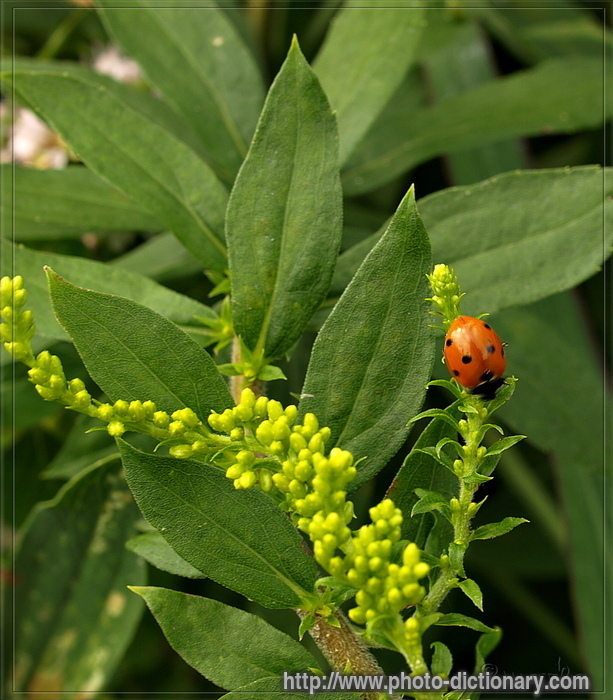 ladybird - photo/picture definition - ladybird word and phrase image