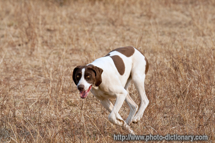 pointer dog - photo/picture definition at Photo Dictionary ...