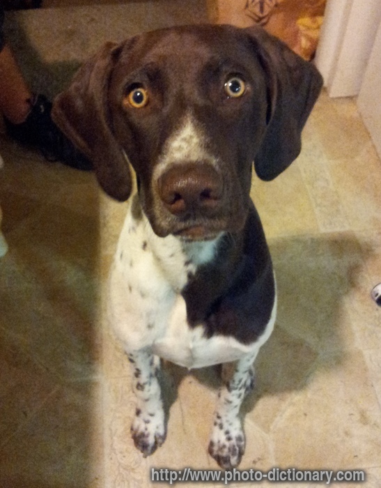 german short hair pointer - photo/picture definition at ...