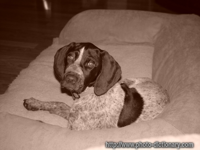 german short hair pointer - photo/picture definition at ...