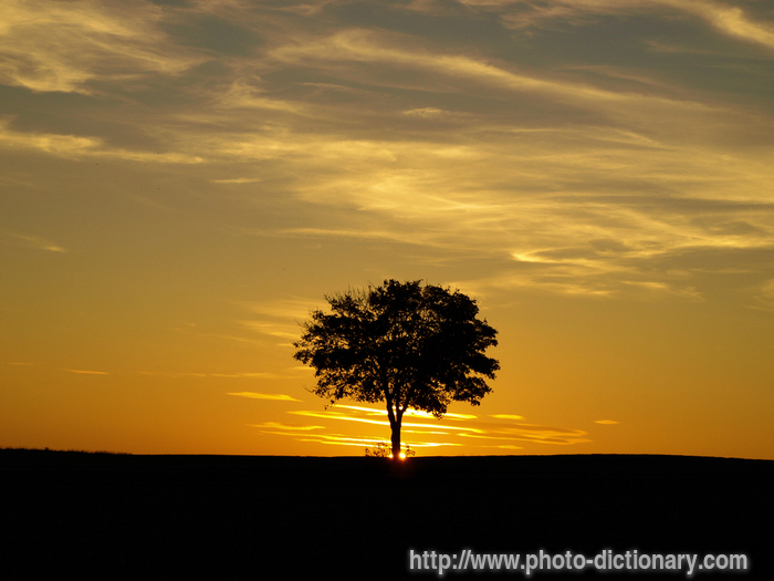 tree - photo/picture definition - tree word and phrase image