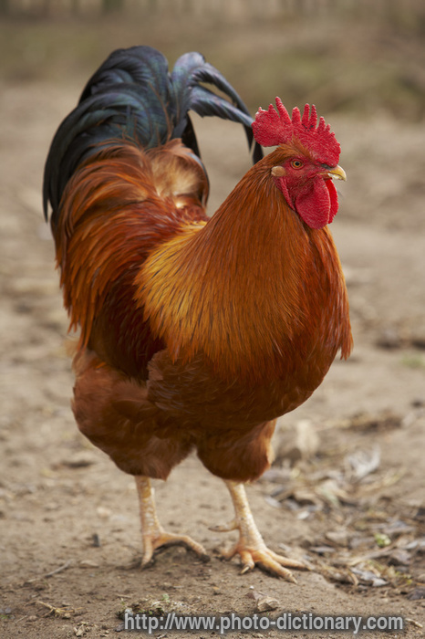 fowl - photo/picture definition - fowl word and phrase image