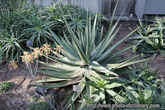 aloe - photo/picture definition - aloe word and phrase image