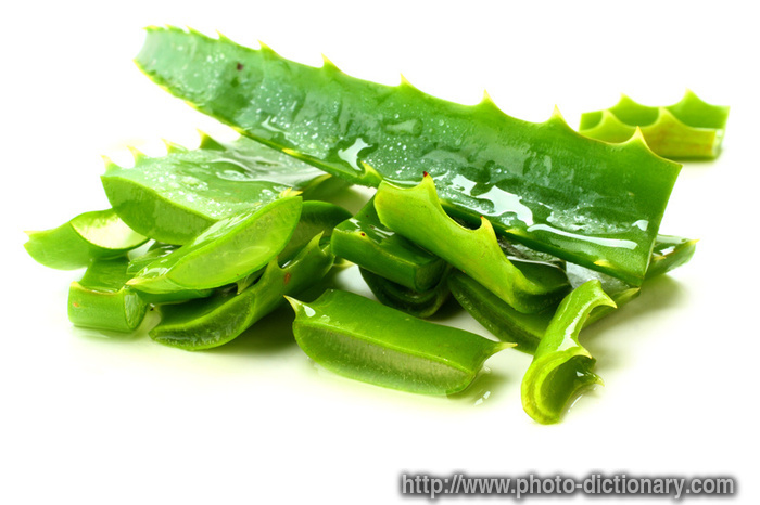 aloe - photo/picture definition - aloe word and phrase image
