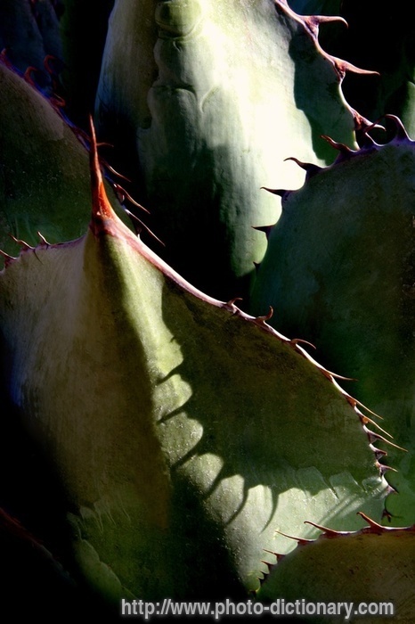 cactus - photo/picture definition - cactus word and phrase image
