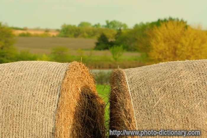 hay bales - photo/picture definition - hay bales word and phrase image