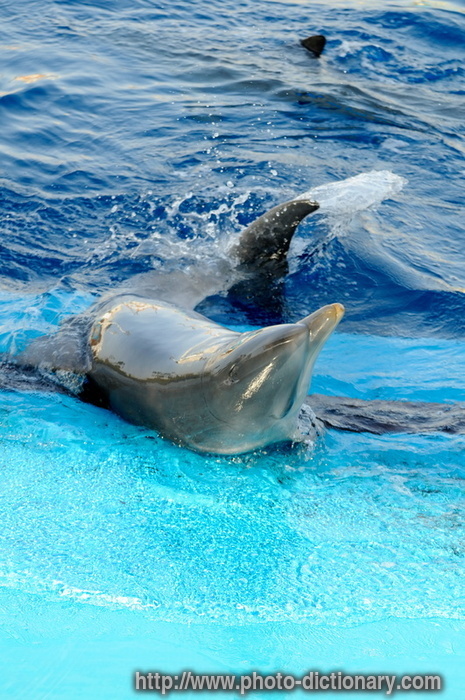 dolphin - photo/picture definition - dolphin word and phrase image