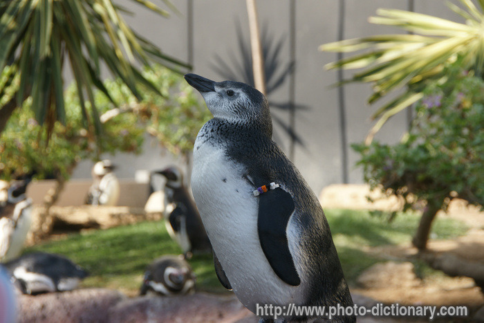 penguin - photo/picture definition - penguin word and phrase image