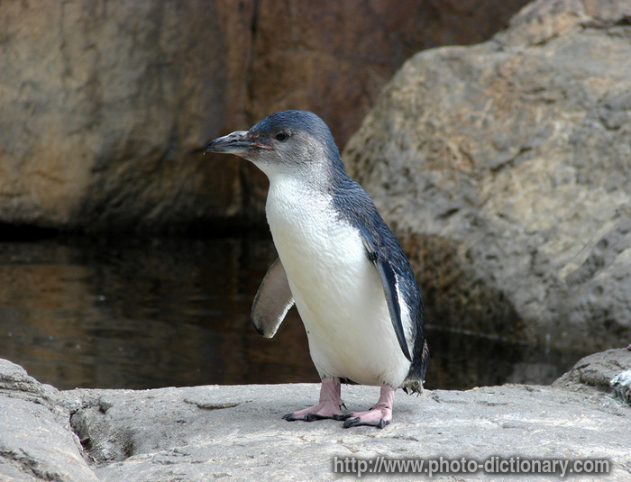 penguin - photo/picture definition - penguin word and phrase image