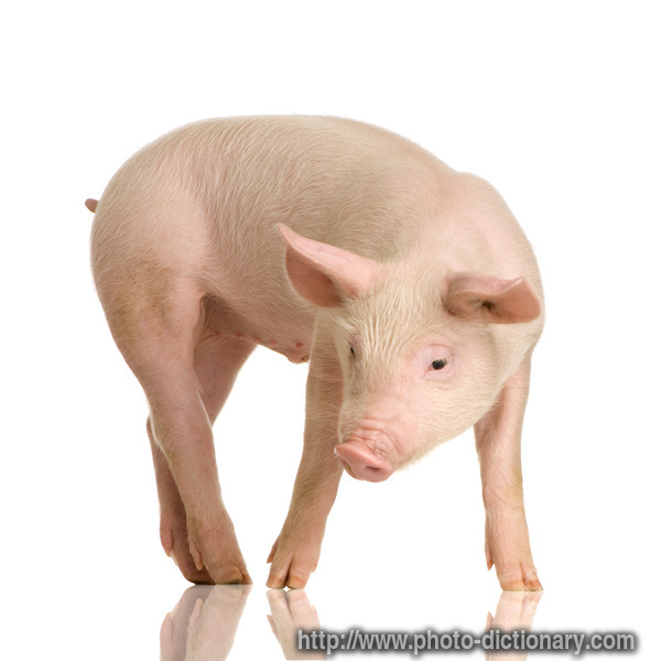 pig - photo/picture definition - pig word and phrase image