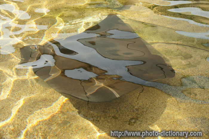 stingray - photo/picture definition - stingray word and phrase image