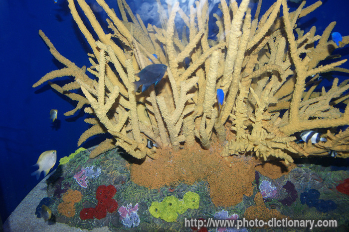 aquarium - photo/picture definition - aquarium word and phrase image