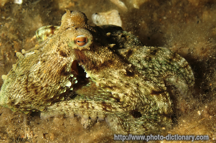 octopus - photo/picture definition - octopus word and phrase image
