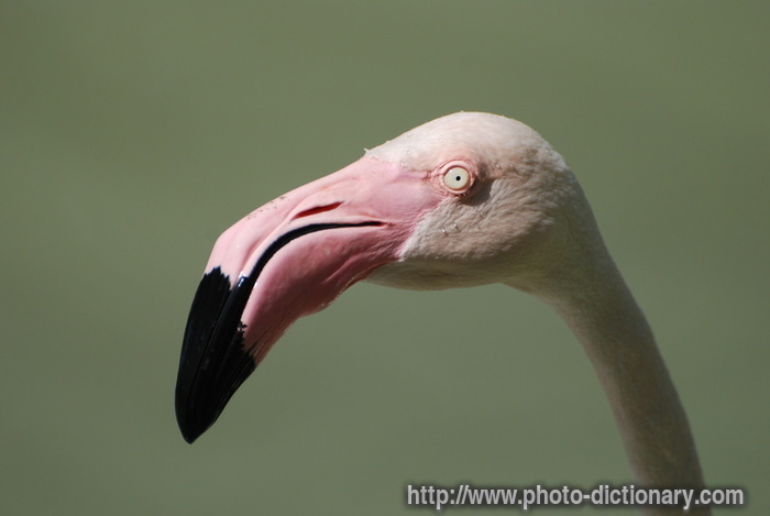 flamingo - photo/picture definition - flamingo word and phrase image