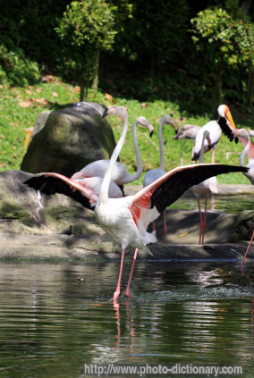flamingo - photo/picture definition - flamingo word and phrase image