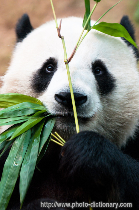 panda - photo/picture definition - panda word and phrase image