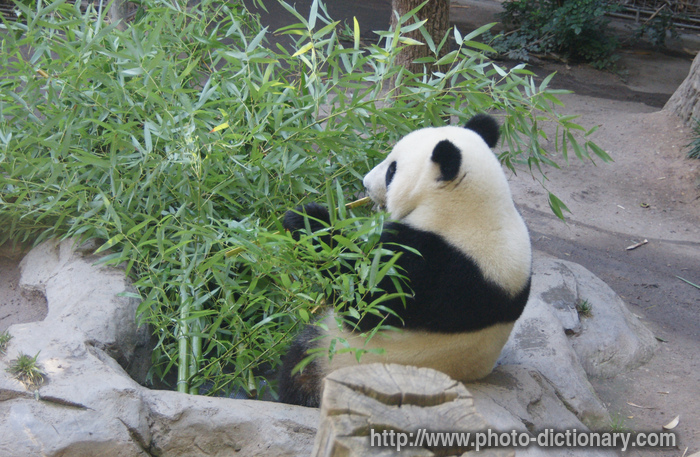 panda - photo/picture definition - panda word and phrase image