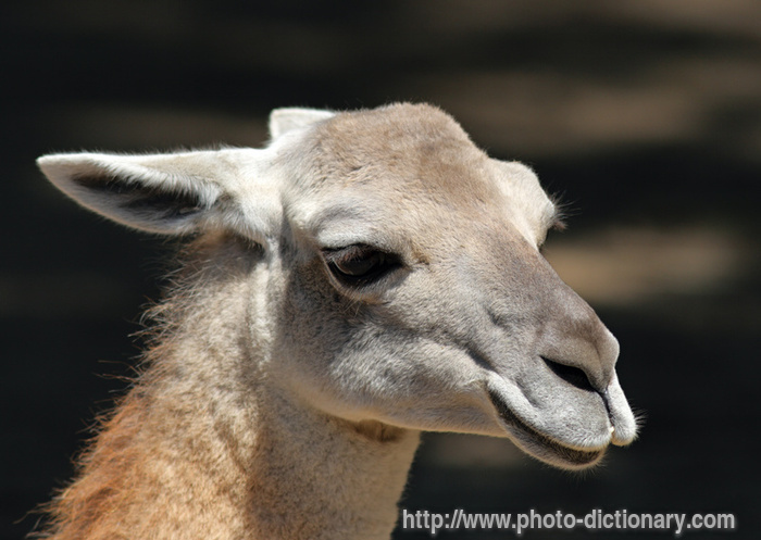 guanaco - photo/picture definition - guanaco word and phrase image