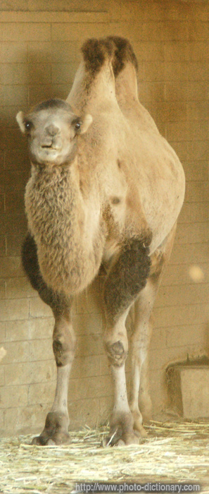 bactrian camel - photo/picture definition - bactrian camel word and phrase image
