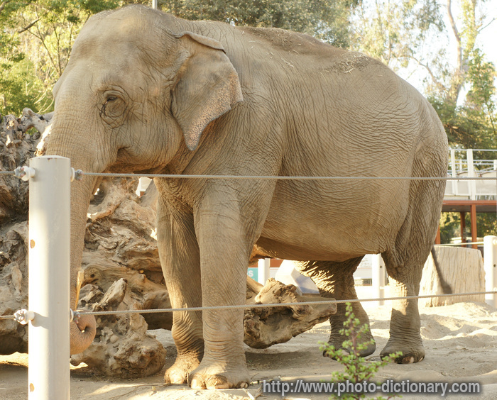 elephant - photo/picture definition - elephant word and phrase image