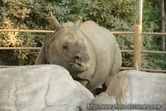 rhinoceros - photo/picture definition - rhinoceros word and phrase image