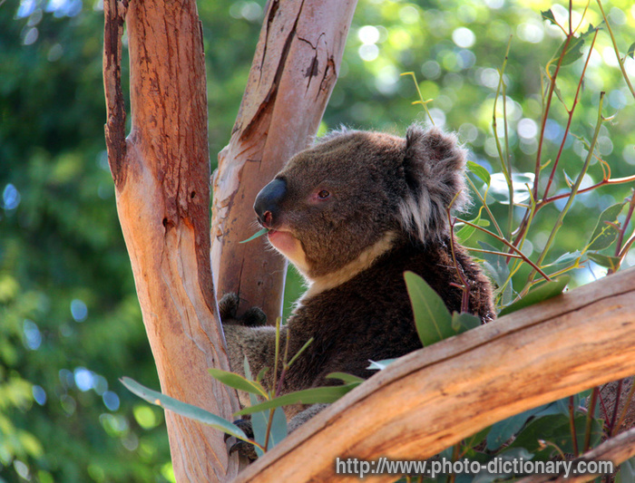 koala - photo/picture definition - koala word and phrase image