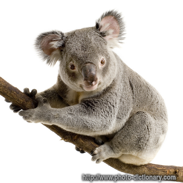 koala - photo/picture definition - koala word and phrase image