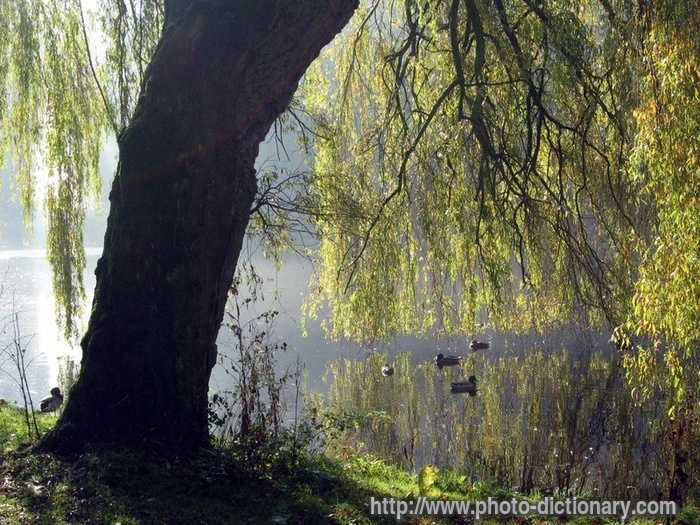 willow - photo/picture definition - willow word and phrase image