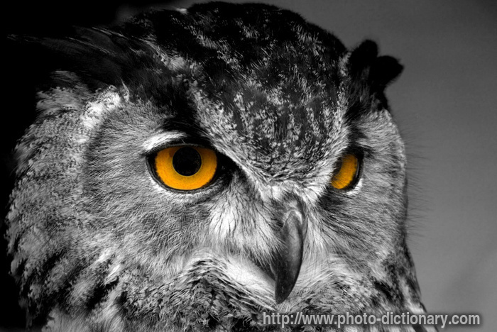 owl - photo/picture definition - owl word and phrase image