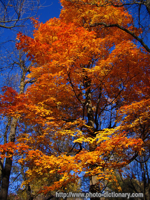 maple - photo/picture definition - maple word and phrase image