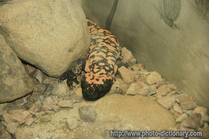 gila monster - photo/picture definition - gila monster word and phrase image