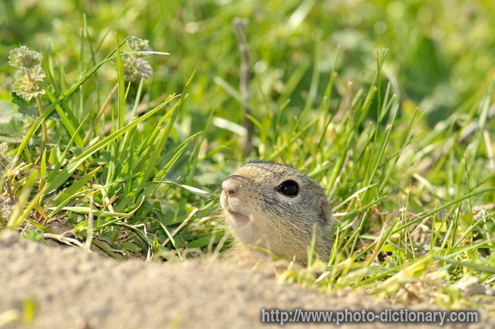 prairie dog - photo/picture definition - prairie dog word and phrase image