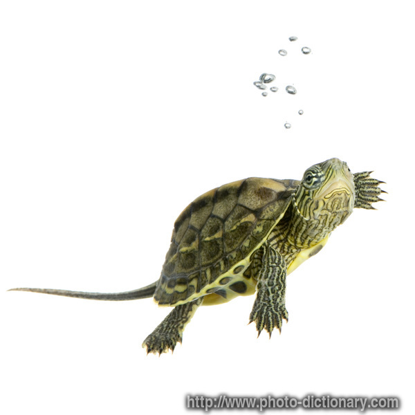 turtle - photo/picture definition - turtle word and phrase image