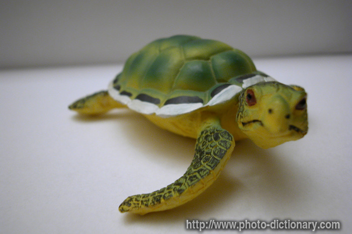 tortoise - photo/picture definition - tortoise word and phrase image