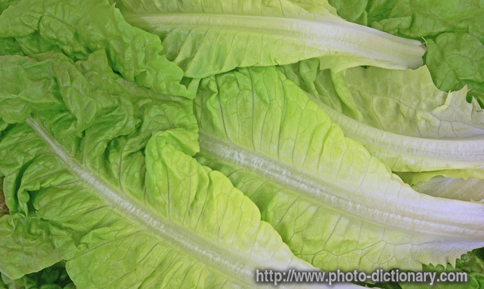 lettuce - photo/picture definition - lettuce word and phrase image
