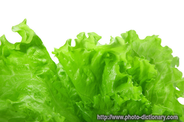lettuce - photo/picture definition - lettuce word and phrase image