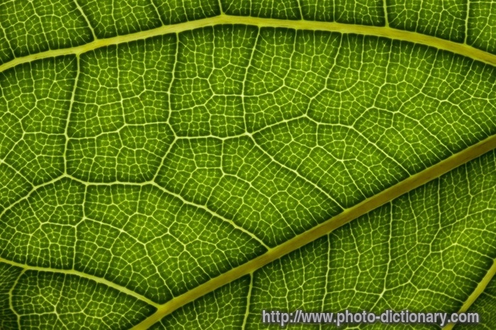 leaf structure - photo/picture definition - leaf structure word and phrase image