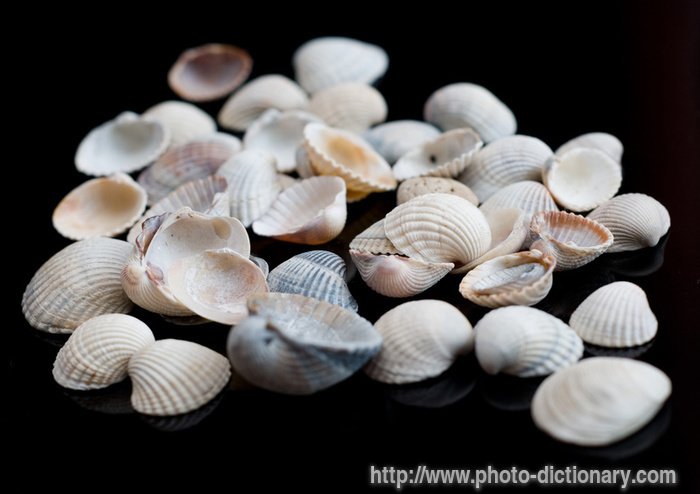cockleshells - photo/picture definition - cockleshells word and phrase image