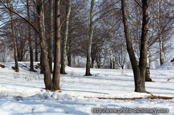 winter - photo/picture definition - winter word and phrase image
